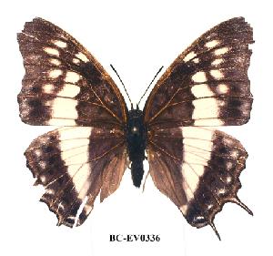  (Charaxes thysi - BC-EV0336)  @14 [ ] Unspecified (default): All Rights Reserved  Unspecified Unspecified