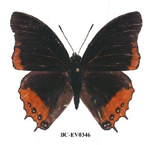  (Charaxes anticlea anticlea - BC-EV0346)  @14 [ ] Unspecified (default): All Rights Reserved  Unspecified Unspecified