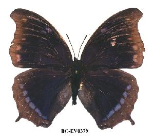  (Charaxes lycurgus bernardiana - BC-EV0379)  @14 [ ] Unspecified (default): All Rights Reserved  Unspecified Unspecified