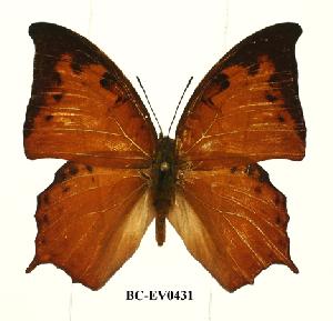  (Charaxes paphianus paphianus - BC-EV0431)  @14 [ ] Unspecified (default): All Rights Reserved  Unspecified Unspecified