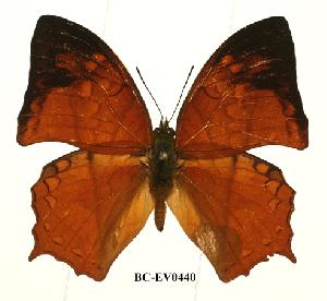  (Charaxes pleione congoensis - BC-EV0440)  @15 [ ] Unspecified (default): All Rights Reserved  Unspecified Unspecified