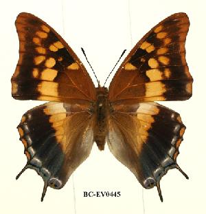  (Charaxes guderiana - BC-EV0445)  @15 [ ] Unspecified (default): All Rights Reserved  Unspecified Unspecified
