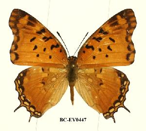  (Charaxes jahlusa argynides - BC-EV0447)  @14 [ ] Unspecified (default): All Rights Reserved  Unspecified Unspecified
