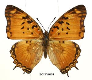 (Charaxes jahlusa argynides - BC-EV0495)  @14 [ ] Unspecified (default): All Rights Reserved  Unspecified Unspecified