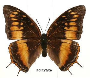  (Charaxes basquini - BC-EV0500)  @14 [ ] Unspecified (default): All Rights Reserved  Unspecified Unspecified