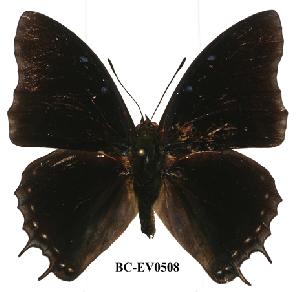 (Charaxes etheocles con02 - BC-EV0508)  @14 [ ] Unspecified (default): All Rights Reserved  Unspecified Unspecified