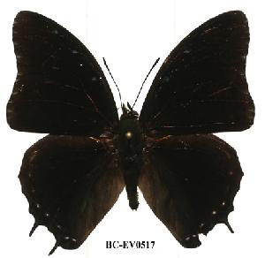  (Charaxes etheocles con03 - BC-EV0517)  @14 [ ] Unspecified (default): All Rights Reserved  Unspecified Unspecified