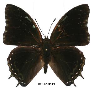  (Charaxes cedreatis - BC-EV0519)  @14 [ ] Unspecified (default): All Rights Reserved  Unspecified Unspecified