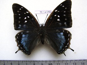  (Charaxes cedreatis - BC-Turl-0202)  @14 [ ] Unspecified (default): All Rights Reserved  Unspecified Unspecified