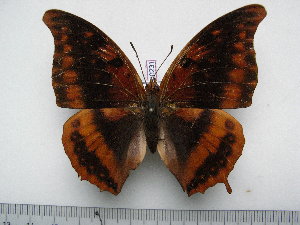  (Charaxes nichetes bouchei - BC-Turl-0231)  @14 [ ] Unspecified (default): All Rights Reserved  Unspecified Unspecified