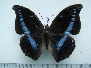  (Charaxes porthos dummeri - BC-Turl-0239)  @14 [ ] Unspecified (default): All Rights Reserved  Unspecified Unspecified