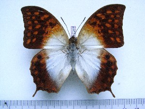  (Charaxes varanes - BC-Turl-0268)  @14 [ ] Unspecified (default): All Rights Reserved  Unspecified Unspecified