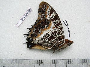  ( - BC-Turl-0323)  @11 [ ] Unspecified (default): All Rights Reserved  Unspecified Unspecified