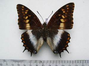  (Charaxes ansorgei levicki - BC-Turl-0330)  @12 [ ] Unspecified (default): All Rights Reserved  Unspecified Unspecified