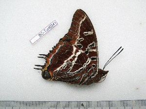  (Charaxes lucyae gabriellae - BC-Turl-0341)  @12 [ ] Unspecified (default): All Rights Reserved  Unspecified Unspecified