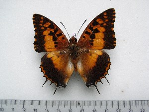  (Charaxes andrefana - BC-Turl-0342)  @14 [ ] Unspecified (default): All Rights Reserved  Unspecified Unspecified