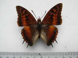  ( - BC-Turl-0346)  @11 [ ] Unspecified (default): All Rights Reserved  Unspecified Unspecified