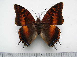  (Charaxes tectonis nebularum - BC-Turl-0348)  @11 [ ] Unspecified (default): All Rights Reserved  Unspecified Unspecified