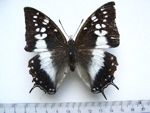  (Charaxes viossati - BC-Turl-0378)  @14 [ ] Unspecified (default): All Rights Reserved  Unspecified Unspecified