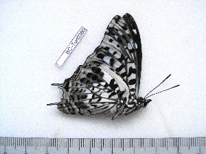  (Charaxes penricei penricei - BC-Turl-0380)  @12 [ ] Unspecified (default): All Rights Reserved  Unspecified Unspecified