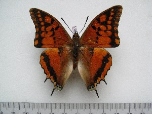  (Charaxes rectans - BC-Turl-0387)  @14 [ ] Unspecified (default): All Rights Reserved  Unspecified Unspecified