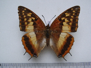  (Charaxes macclounii - BC-Turl-0389)  @14 [ ] Unspecified (default): All Rights Reserved  Unspecified Unspecified