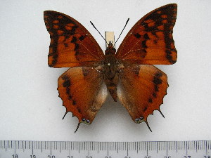  (Charaxes lasti - BC-Turl-0395)  @14 [ ] Unspecified (default): All Rights Reserved  Unspecified Unspecified