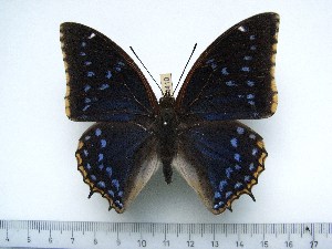  (Charaxes tiridates marginatus - BC-Turl-0410)  @13 [ ] Unspecified (default): All Rights Reserved  Unspecified Unspecified