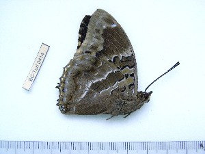  ( - BC-Turl-0414)  @13 [ ] Unspecified (default): All Rights Reserved  Unspecified Unspecified
