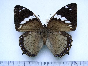  ( - BC-Turl-0415)  @14 [ ] Unspecified (default): All Rights Reserved  Unspecified Unspecified