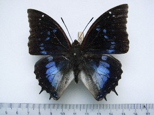  (Charaxes xiphares thyestes - BC-Turl-0425)  @12 [ ] Unspecified (default): All Rights Reserved  Unspecified Unspecified