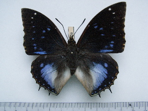  (Charaxes xiphares desmondi - BC-Turl-0429)  @12 [ ] Unspecified (default): All Rights Reserved  Unspecified Unspecified