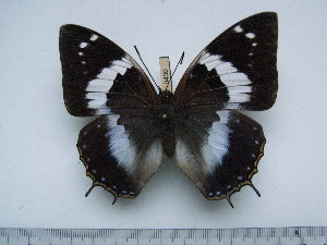  (Charaxes cithaeron cithaeron - BC-Turl-0430)  @13 [ ] Unspecified (default): All Rights Reserved  Unspecified Unspecified