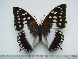  (Charaxes ameliae ameliae - BC-Turl-0440)  @14 [ ] Unspecified (default): All Rights Reserved  Unspecified Unspecified