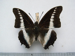  (Charaxes hildebrandti gillesi - BC-Turl-0462)  @14 [ ] Unspecified (default): All Rights Reserved  Unspecified Unspecified