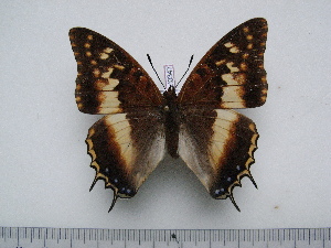 ( - BC-Turl-0347)  @11 [ ] Unspecified (default): All Rights Reserved  Unspecified Unspecified