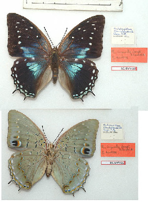  (Charaxes imperialis dargei - BC-EV1139)  @11 [ ] Unspecified (default): All Rights Reserved  Unspecified Unspecified