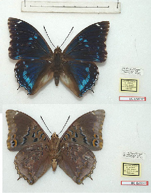  (Charaxes mixtus tanzanicus - BC-EV1147)  @11 [ ] Unspecified (default): All Rights Reserved  Unspecified Unspecified