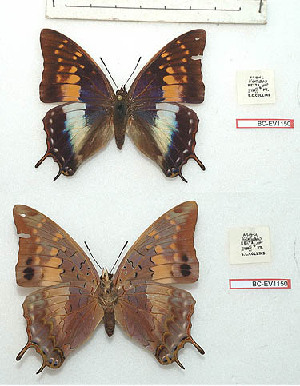  (Charaxes etheocles evansi - BC-EV1150)  @11 [ ] Unspecified (default): All Rights Reserved  Unspecified Unspecified