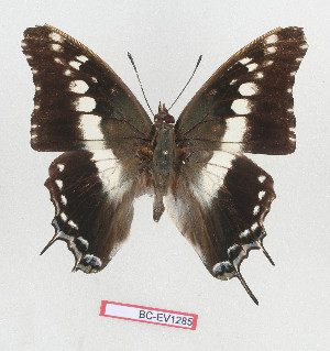  (Charaxes achaemenes - BC-EV1285)  @15 [ ] Unspecified (default): All Rights Reserved  Unspecified Unspecified