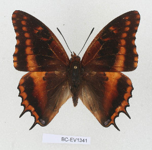  (Charaxes musakensis - BC-EV1341)  @14 [ ] Unspecified (default): All Rights Reserved  Unspecified Unspecified