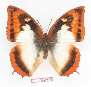  (Charaxes protoclea - BC-EV1353)  @14 [ ] Unspecified (default): All Rights Reserved  Unspecified Unspecified