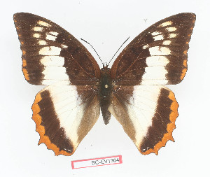  (Charaxes protoclea protoclea - BC-EV1364)  @14 [ ] Unspecified (default): All Rights Reserved  Unspecified Unspecified