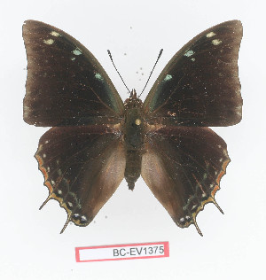  (Charaxes fionae - BC-EV1375)  @15 [ ] Unspecified (default): All Rights Reserved  Unspecified Unspecified