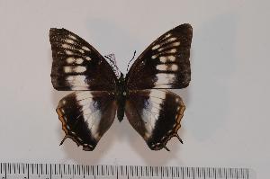  (Charaxes etheocles etheocles - BC-Turl -0004)  @13 [ ] Unspecified (default): All Rights Reserved  Unspecified Unspecified