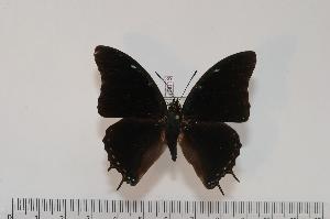  (Charaxes galleyanus - BC-Turl -0016)  @14 [ ] Unspecified (default): All Rights Reserved  Unspecified Unspecified