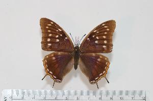  (Charaxes galleyanus - BC-Turl -0017)  @14 [ ] Unspecified (default): All Rights Reserved  Unspecified Unspecified