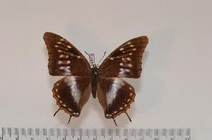  (Charaxes gallleyanus white form - BC-Turl -0018)  @13 [ ] Unspecified (default): All Rights Reserved  Unspecified Unspecified