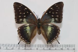  (Charaxes bocqueti ubangiensis - BC-Turl -0027)  @14 [ ] Unspecified (default): All Rights Reserved  Unspecified Unspecified