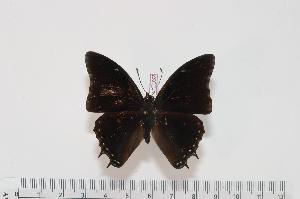  (Charaxes angelae - BC-Turl -0032)  @14 [ ] Unspecified (default): All Rights Reserved  Unspecified Unspecified